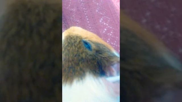 Как правильно чистить ушки морским свинкам !!! смотреть онлайн
