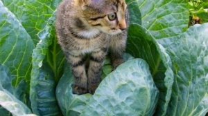 7 способов отпугнуть от грядок кошек. Кошки во дворе, кошки в огороде, как прогнать котов и кошек