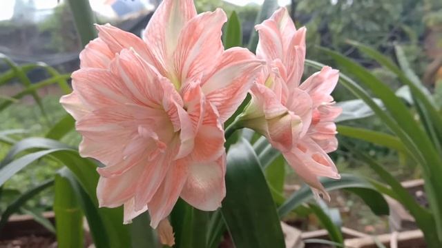 Hoa lan huệ cánh kép/Sunshine Nymph/Amaryllis/ Bulb смотреть онлайн
