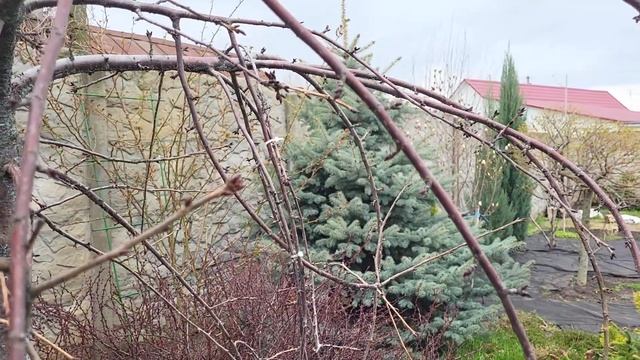 Сад на початку квітня. Магнолія, Форзиція, Брунера, Медуниця.. смотреть онлайн