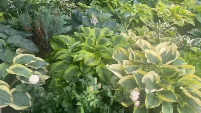 Сад хост в Бийске. 06.07.22 Hosta garden tour
