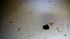 Народное средство от клещей.ЛУЧШЕЕ отпугивающее и убивающее КЛЕЩЕЙ средство!