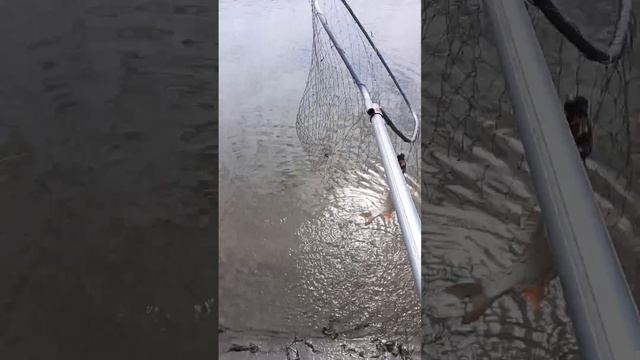 Ловля ЯЗЯ на донку летом. смотреть онлайн