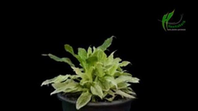 Hosta White Feather time lapse смотреть онлайн