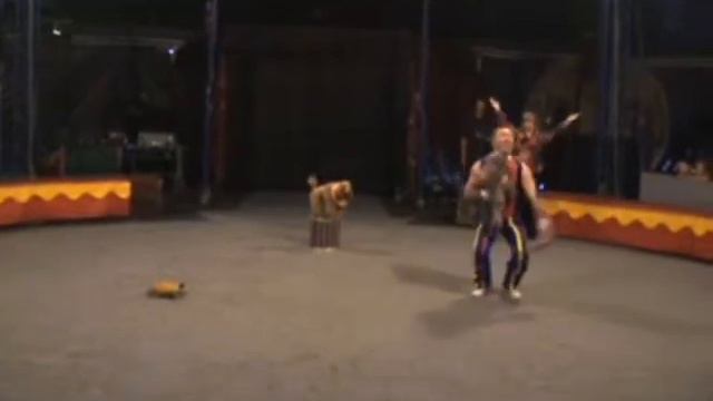 Trained Poodles.avi смотреть онлайн