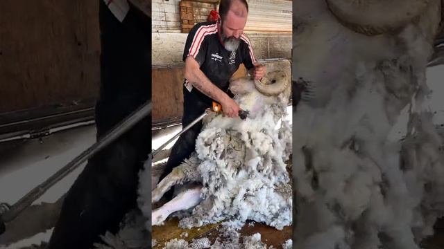 Shearing a Rambouillet Ram ? смотреть онлайн