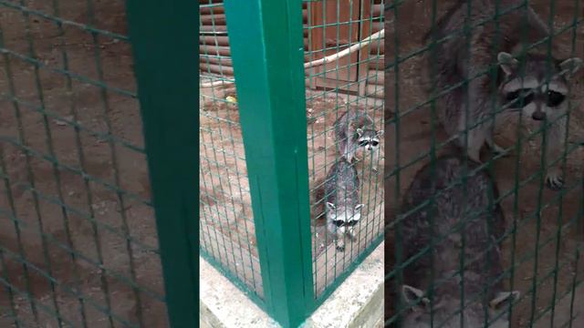 санкт-петербург хайвонот боги (зоопарк) смотреть онлайн