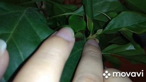 Бугенвиллея.Формирование кроны.Прищипка.Немного об уходе.