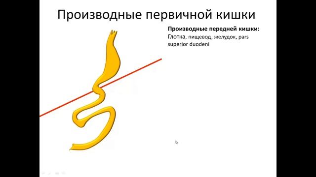 Строение и развитие желудочно-кишечного тракта