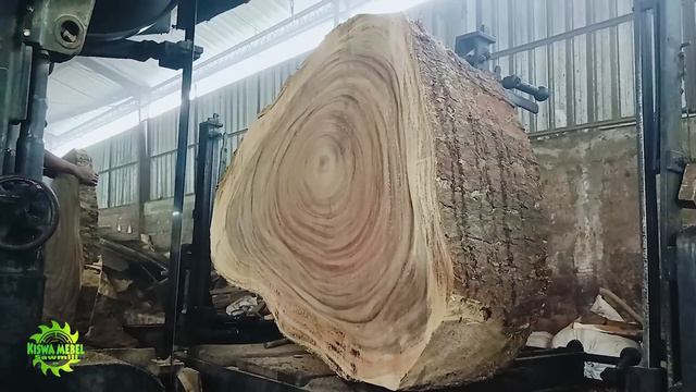 Akar Kayu Trembesi Antiq Bernilai Ratusan Juta !! Digergaji Bahan Meja Putri Raja I Sawmill