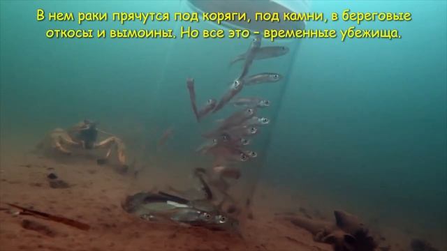 «Где зимуют раки?» смотреть онлайн