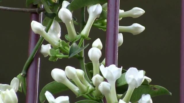 Flower Gardening: Stephanotis or Madagascan Jasmine смотреть онлайн