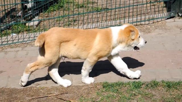 Саги Зирак Гаплан (движения).3 мес смотреть онлайн