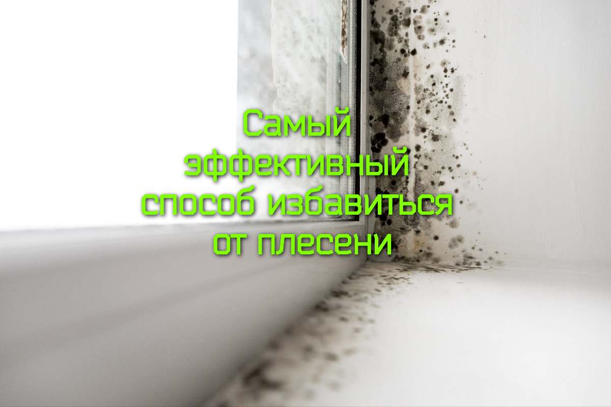 Самый эффективный способ избавиться от плесени смотреть онлайн