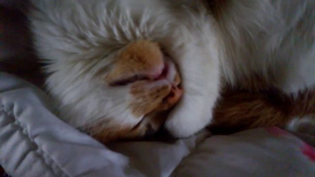 СНЯТСЯ ЛИ КОШКАМ СНЫ? / DO CATS DREAM?