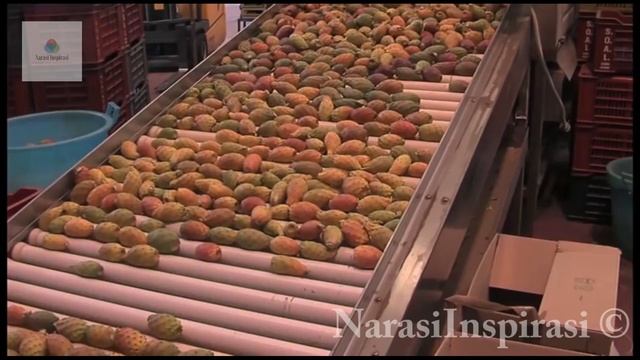 Incredible Strange Desert Fruit, Opuntia Cactus Fruit, Prickly Pears or Tuna. смотреть онлайн