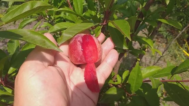 Плуот сорт Флавор Супреме(pluot Flavour Supreme) смотреть онлайн