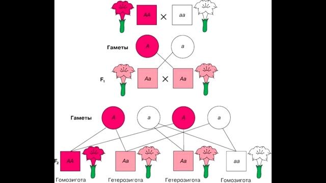 § 29 Неполное доминирование. Генотип и фенотип. Анализирующее скрещивание. смотреть онлайн