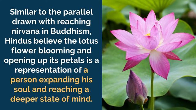 Lotus Flower Meaning And Symbolism смотреть онлайн