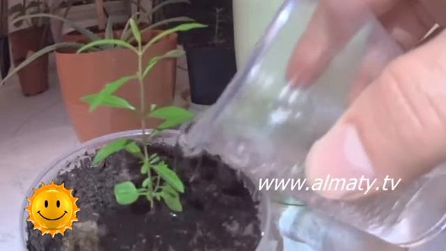 Уход за цветами смотреть онлайн
