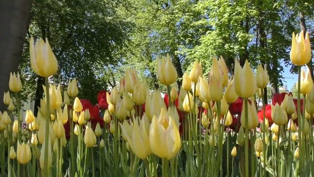 ТЮЛЬПАНЫ: фестиваль тюльпанов Елагин остров Санкт-Петербург 2017. Сорта тюльпанов смотреть онлайн
