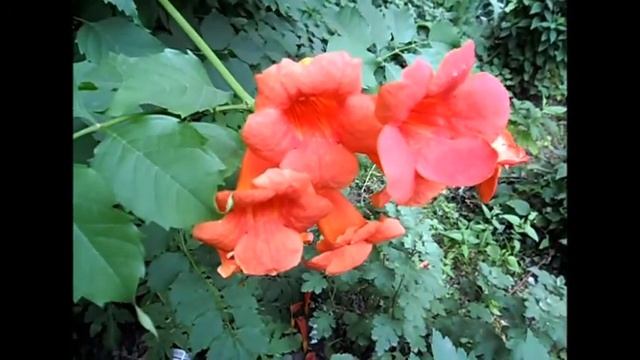 *** С  ДНЁМ  РОЖДЕНИЯ ,  РУСЛАН ! ***- Filin Rezwiy-Video -***