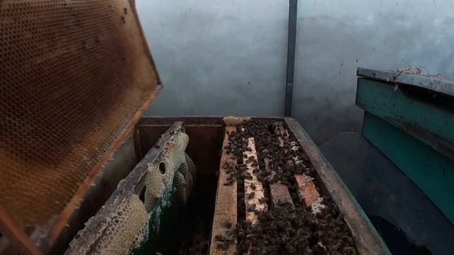 Гибель отводка от голода во время зимовки.Ошибки. смотреть онлайн