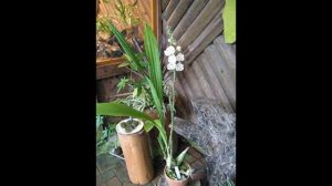 Peristeria elata Orchid Flower of the Holy Spirit - How to Grow Peristeria elata Dove Orchid - Care