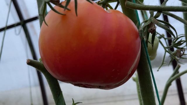 4 солнечных урожайных сортовых томата-биколора / Один лучше другого / Русские и американские смотреть онлайн