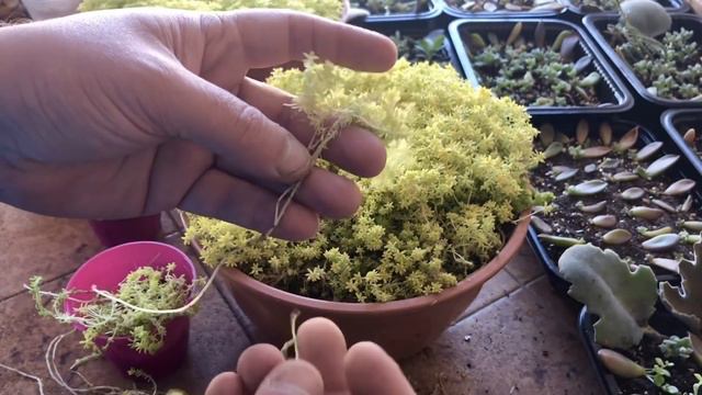 REPRODUCIR SEDUM JAPONICUM TOKYO SUN | Sedum Oro