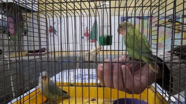 Приручаем неразлучников. We tame lovebirds. смотреть онлайн