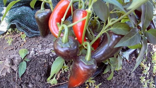 Jalapeno Mammoth. Сорт острого перца смотреть онлайн