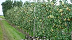 Колоновидная груша