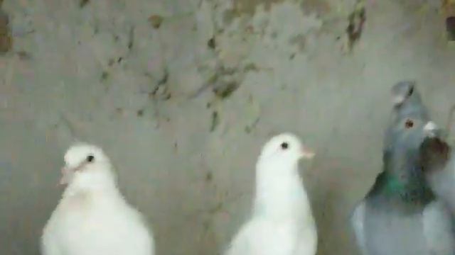 На голубятне смотреть онлайн
