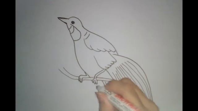How to Draw a Birds of Paradise смотреть онлайн