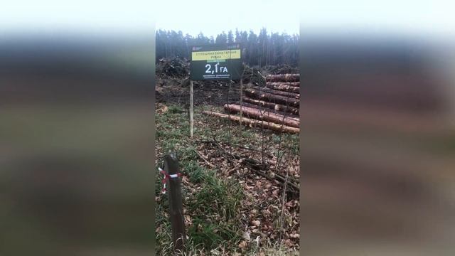 Вырубается лес между Коренево и Торбеево смотреть онлайн