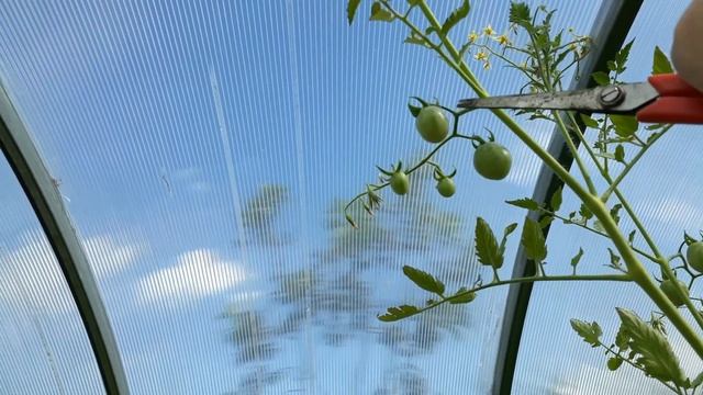 Черенкование Девичьего винограда. Лучшие сорта томатов в этом году.