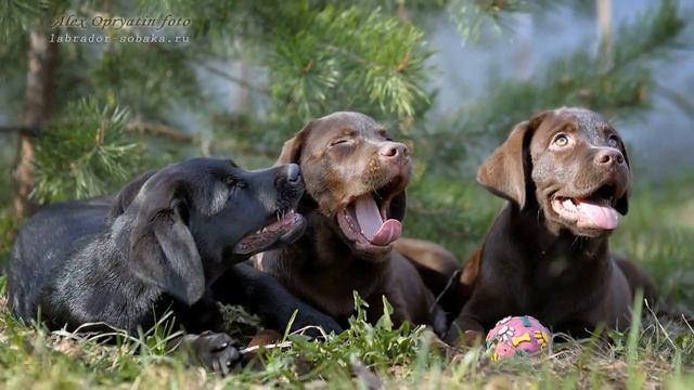 Dogs Pups Labrador By Alex Opryatin - Animal Photografer-720p.mp4