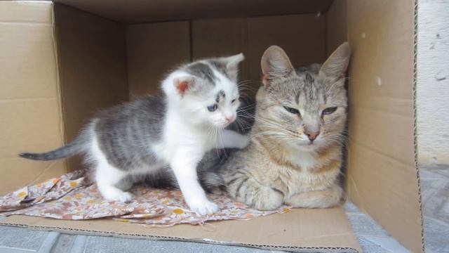 КЛУБНИЧНЫЙ КОТ МАЛЫШ СЛОВИЛ НАРУШИТЕЛЯ ! ДАЛИ ИМЯ КОТЕНКУ ! КОШЕЧКА МУРЗЯ ! ПРИВЕТ ОТ КРОЛИКА БАФФИ смотреть онлайн