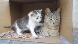 КЛУБНИЧНЫЙ КОТ МАЛЫШ СЛОВИЛ НАРУШИТЕЛЯ ! ДАЛИ ИМЯ КОТЕНКУ ! КОШЕЧКА МУРЗЯ ! ПРИВЕТ ОТ КРОЛИКА БАФФИ