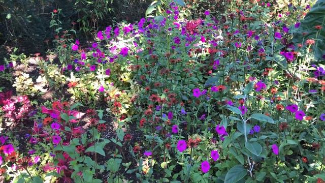 VANCOUVER 2019 - ANGEL´S TRUMPET FLOWERS (VANDUSEN BOTANICAL GARDEN) смотреть онлайн