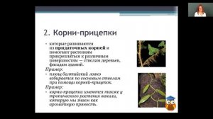 Биология 6 класс 5-6 недели. Корень. Корневые системы. Клеточное строение корня