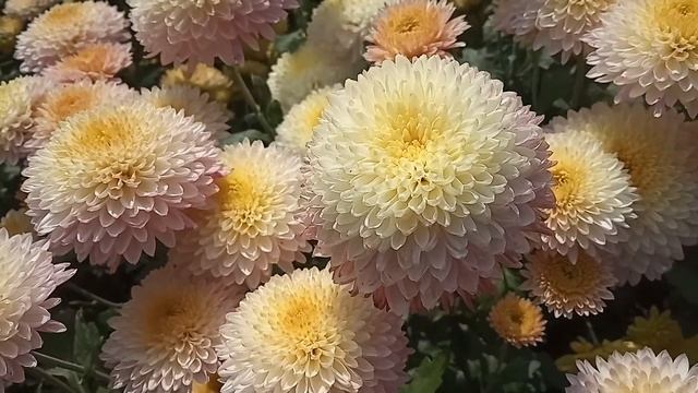 Корейская хризантема Ранкова роса смотреть онлайн