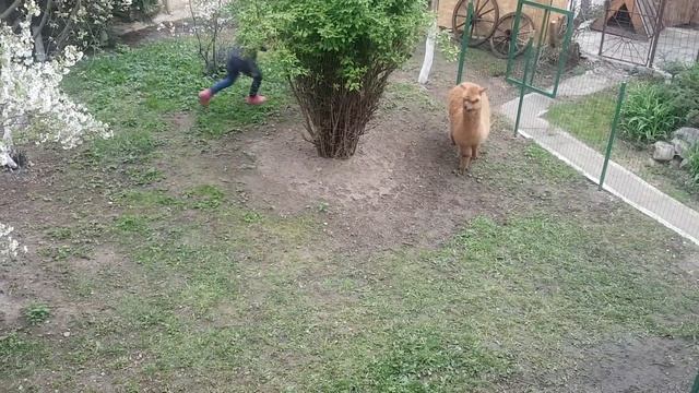 Alpaca playing смотреть онлайн