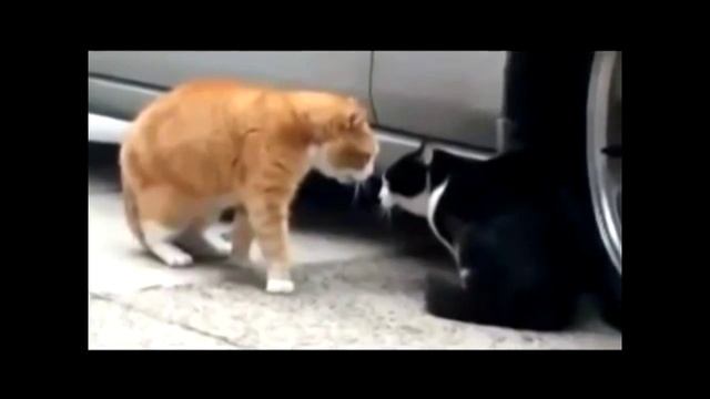 Коты разговаривают смотреть онлайн