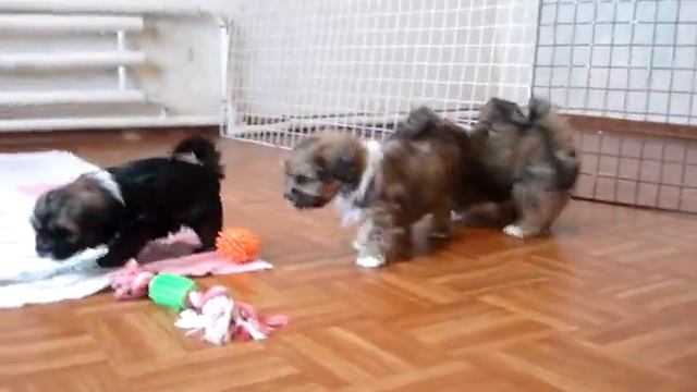 щенки тибетской породы лхаса апсо смотреть онлайн