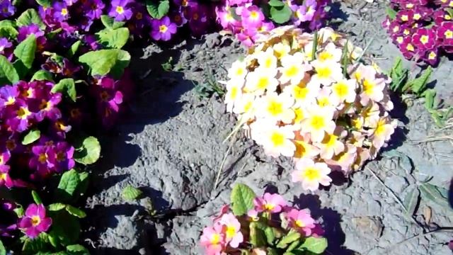 ПРИМУЛЫ В САДУ . ( primula in the garden ) Для всех кто ждет весну !!! ОБРОЗ САДА смотреть онлайн