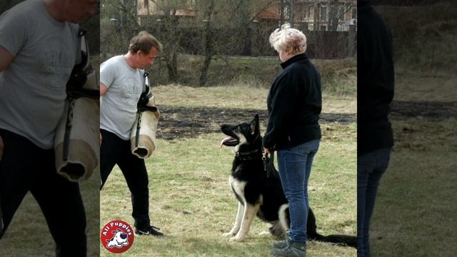 Восточно европейская овчарка - ВЕО (щенки на продажу) 2019 смотреть онлайн