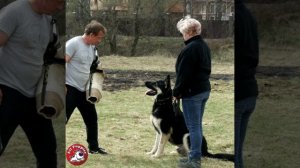 Восточно европейская овчарка - ВЕО  (щенки на продажу) 2019