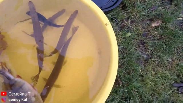 Хищник-щука в своём пруду на участке. Пруд на даче. Разметка для второго пруда. Искусственный пруд смотреть онлайн